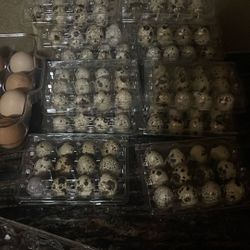 huebos de godornis