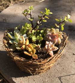 Succulents