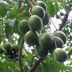 June Plum/ Golden Apple Plants 