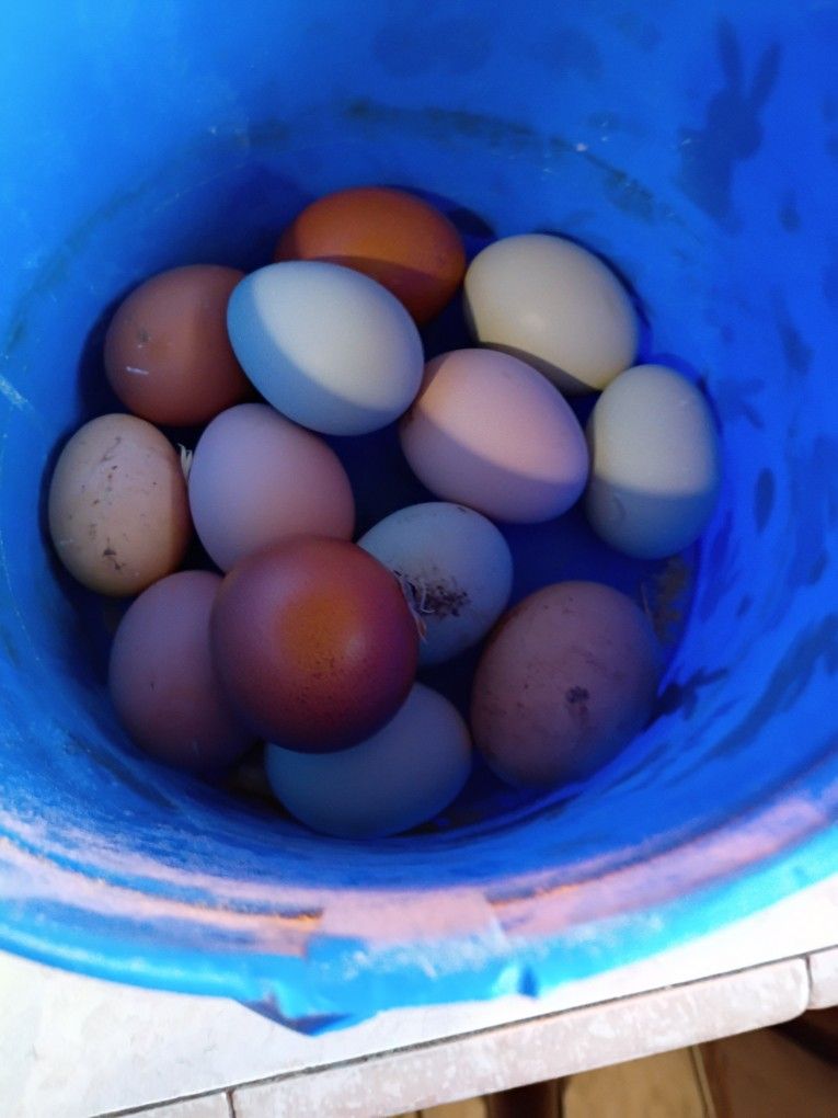 Fresh Eggs $5 Per Dozen