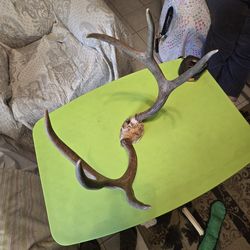 6 Point White Tail Antlers