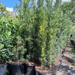 Podocarpus Hedges 15gl 5.5-6ft 🌼$45