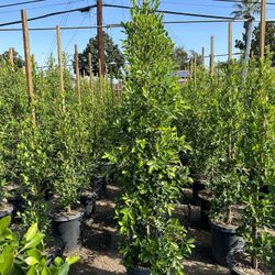 Ficus Nitida Privacy Hedge