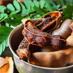Tamarind/Tamarindo Plant