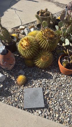 Golden Barrel cactus
