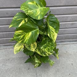 10” hawaiian pothos