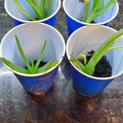 Alovera Baby Plant - Each For $5