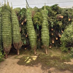 $60 douglas Fir 7/8ft 