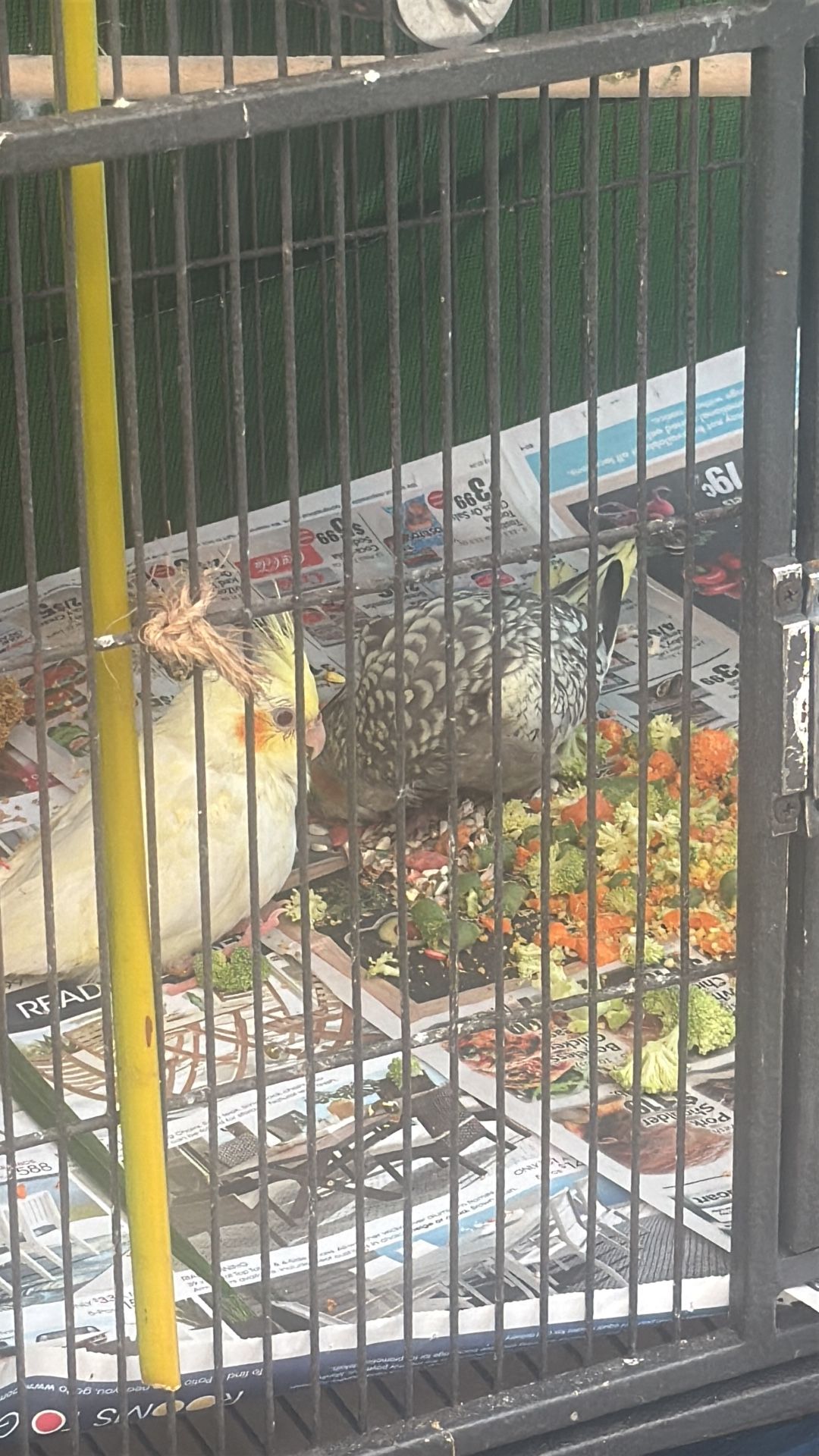 Bird Cage