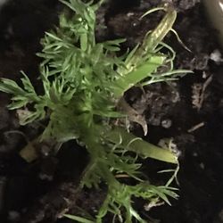 1 Live Chamomile Plant In Pot