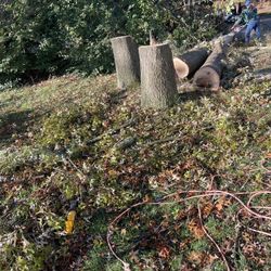 FREE OAK WOOD