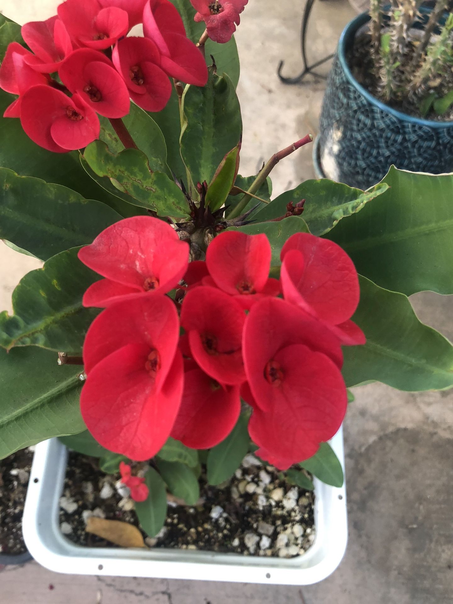 Corona De Cristo Rey Rojo