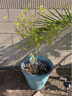 Flower pots
