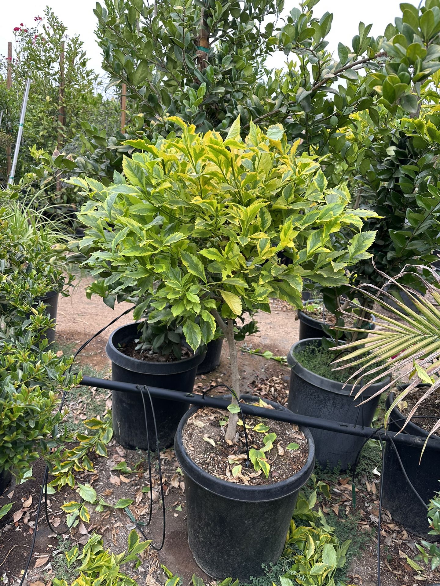 Duranta Gold Topiary Bonsai  15gal 