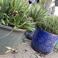 Potted Plants Succulents 
