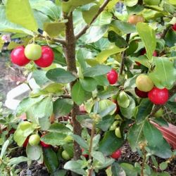 Air Layering Barbados Acerola Cherry