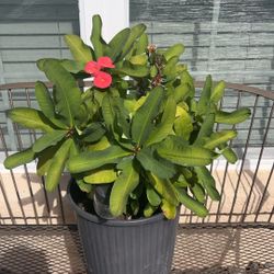 Crown Of Thorns ❤️