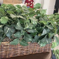 Artificial Planta Decorations 