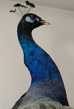 BLUE INDY PEACOCK
