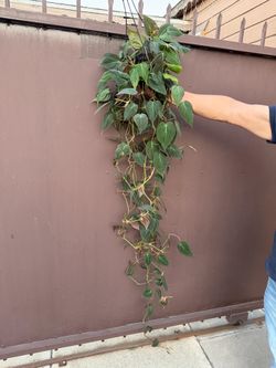 6” micans philodendron xl