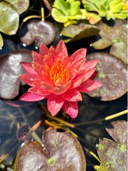Wanvisa Water Lily