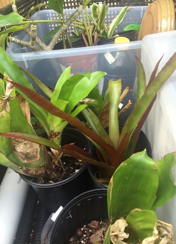 Bromeliads sale