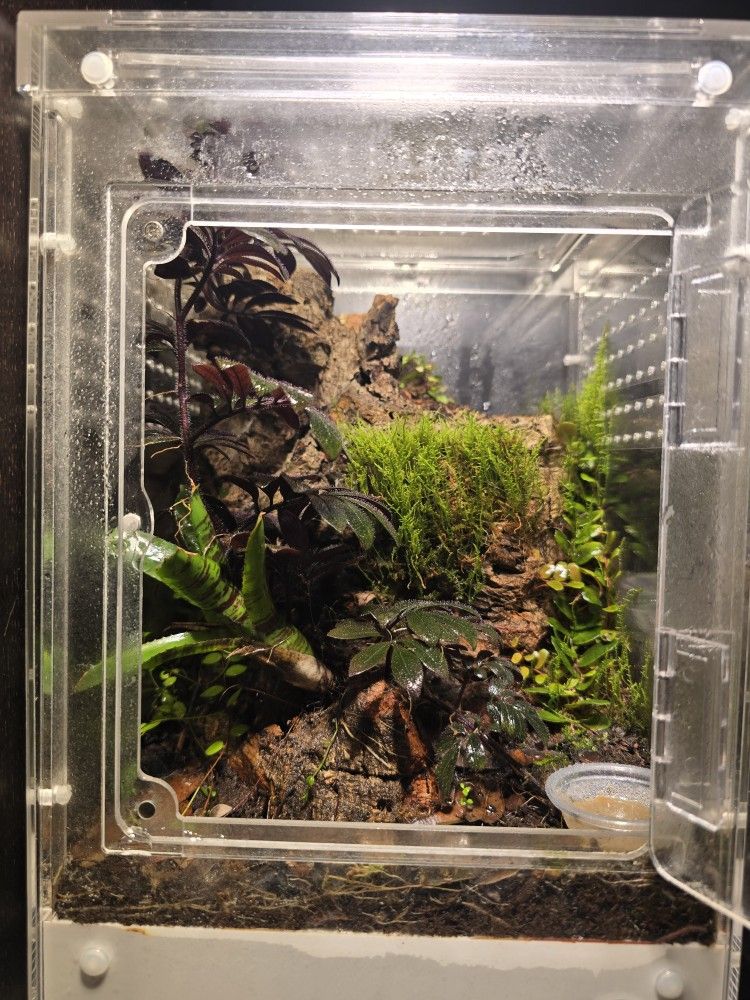 Mini 8x8x12 Terrerium Enclosure
