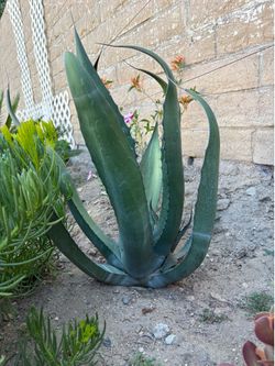 One Agave plant Americana