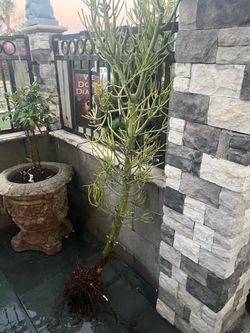 firestick succulent