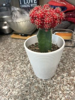 Moon cactus $15