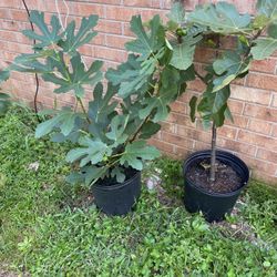 Brown Turkey  & Italian Honey Fig plant s 25+ inches -bearing figs