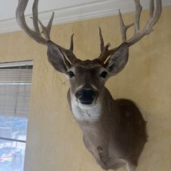 Monster South Texas Taxidermy Buck Whitetail Venado Deer Mount Antler 