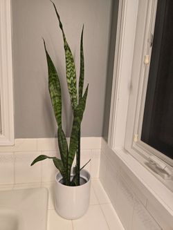 Snake plant