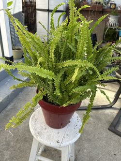 Boston Fern Potted Plant