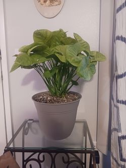 Arrowhead plant $10