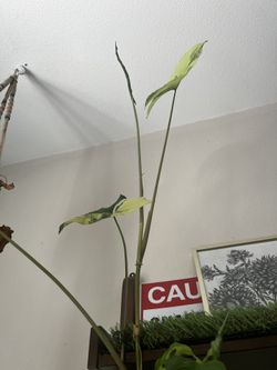 Syngonium Albo Cutting