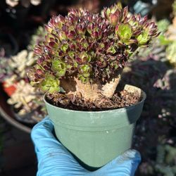Succulent Plant 4” Pot