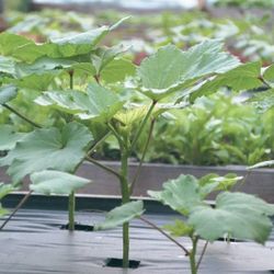 5X Okra Seedling Plants 5in Fully Rooted Ready To Grow And Harvest