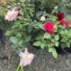 Campeche Plantas 