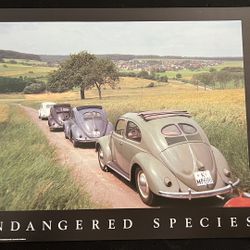 Endangered species - VW Bug Poster - 16x20