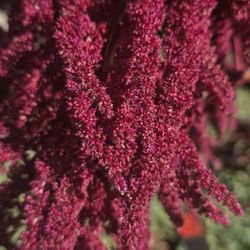 Semillas De Amaranto