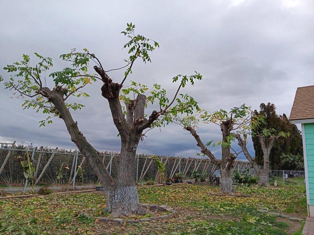 Podador de Arboles en Yakima Washington