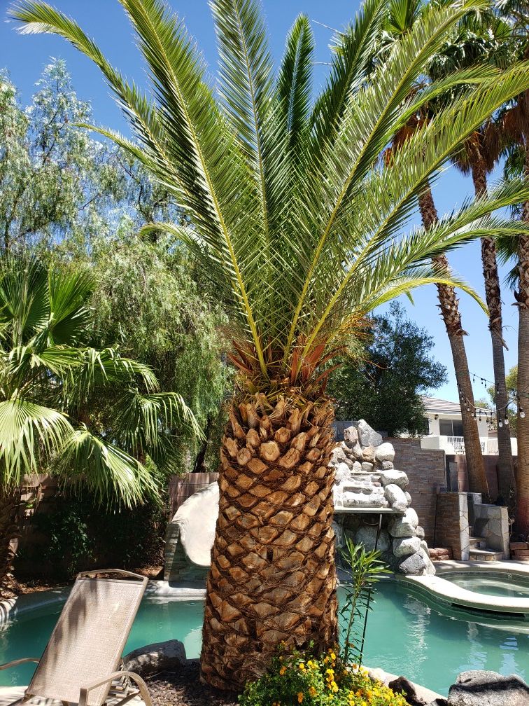 BEAUTIFUL Carney Palm Tree 18-20 feet tall.