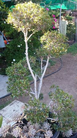 Bonsai cherry sheub