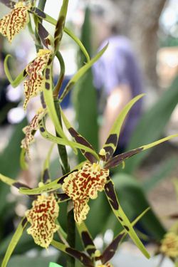 Brassia arachnoidea (Spider Orchid)