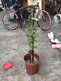 Guamuchil Del Blanco (dulce)