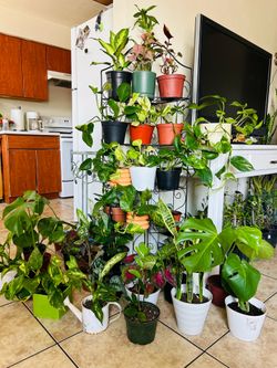 Plants for sale 10 each