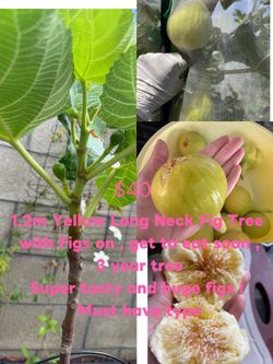 Yellow Long Neck Fig Tree 3years With Figs On $40
