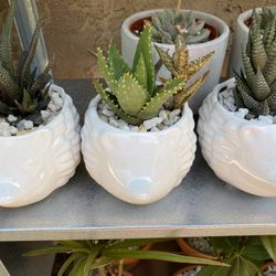 Hedgehog Succulents