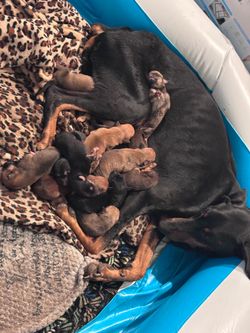 Mom and kids need forever homes